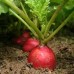 RED RADISHES GROWN IN HOROWHENUA  BAG OF 200Grams